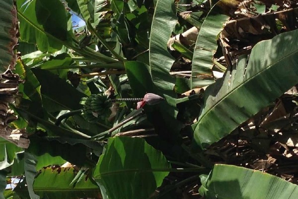 [Image: Rain Forest Hideaway, Enjoy the Country of Hilo]