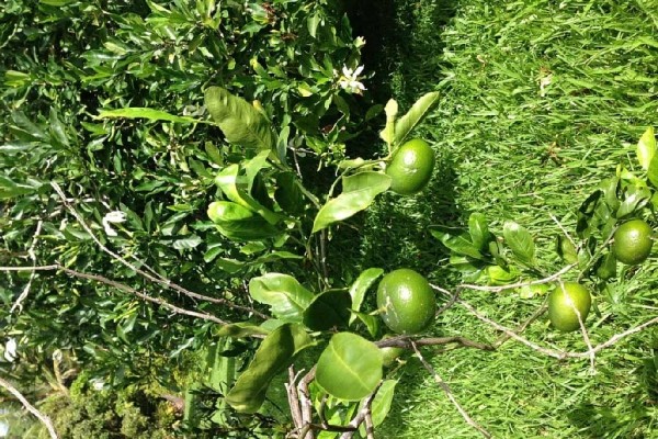 [Image: Rain Forest Hideaway, Enjoy the Country of Hilo]