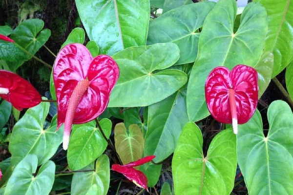 [Image: Rain Forest Hideaway, Enjoy the Country of Hilo]