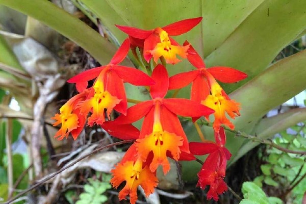 [Image: Rain Forest Hideaway, Enjoy the Country of Hilo]