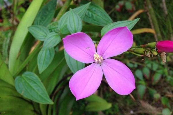 [Image: Rain Forest Hideaway, Enjoy the Country of Hilo]