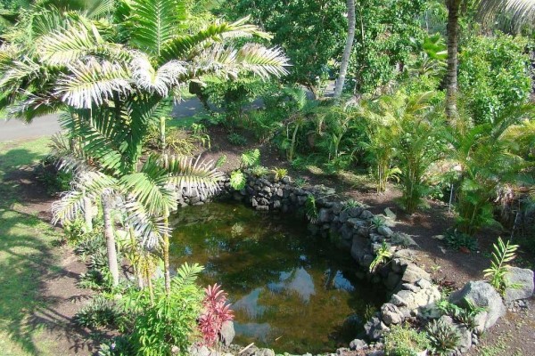 [Image: August Special 15% Off, Hike the Volcano and Snorkel Wai Opae's Gentle Pools.]