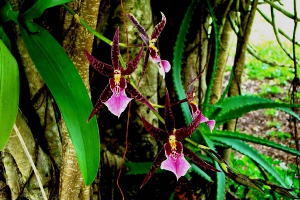 [Image: August Special 15% Off, Hike the Volcano and Snorkel Wai Opae's Gentle Pools.]