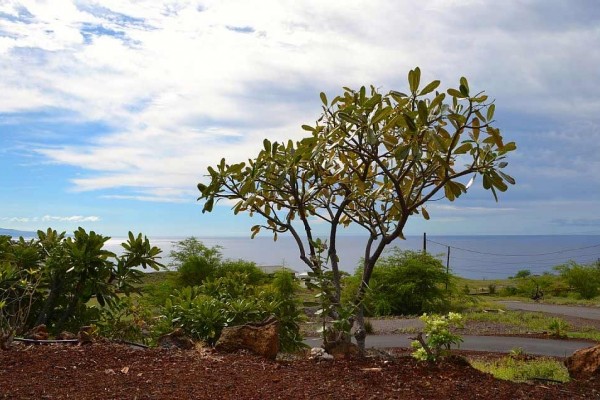 [Image: Kohala Cottage, 180Â° Ocean View!]