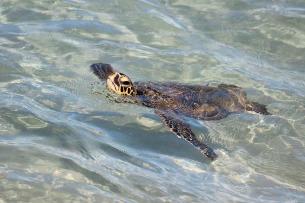 [Image: Aloha... Ready to Relax]