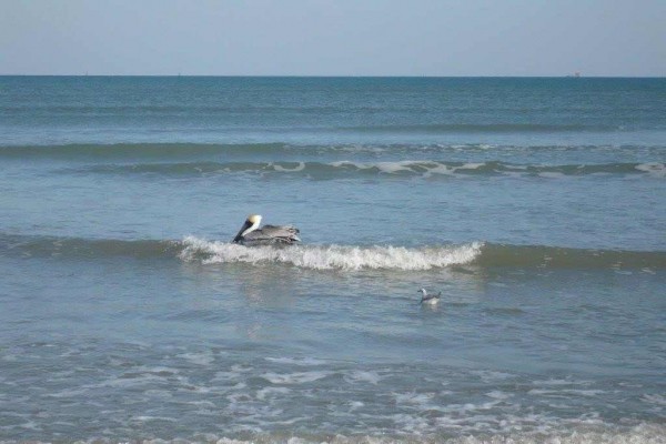 [Image: Oceanfront Condo with Beach, Pool &amp; Jacuzzi-April Special]