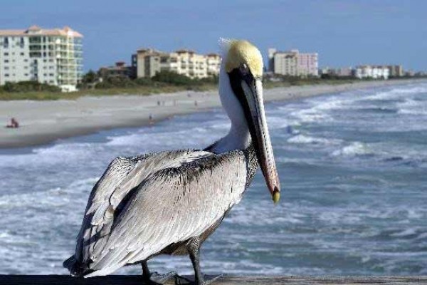 [Image: Newly Renovated 3bd/2bath Condo in Cape Canaveral]