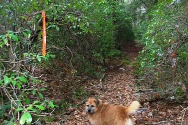 [Image: On a Bluff Overlooking Clear Creek, Sipsey Wilderness, Trails!]