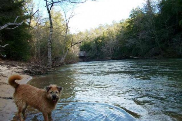 [Image: On a Bluff Overlooking Clear Creek, Sipsey Wilderness, Trails!]