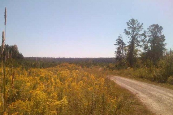 [Image: On a Bluff Overlooking Clear Creek, Sipsey Wilderness, Trails!]