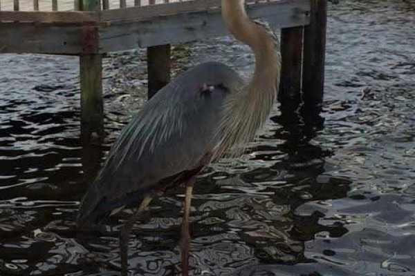 [Image: Alabama Gulf Coast Getaway]