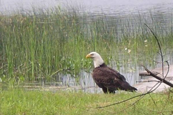 [Image: Turtle Flambeau Flowage Lakefront Cabin]