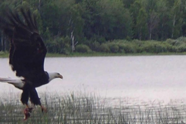 [Image: Turtle Flambeau Flowage Lakefront Cabin]