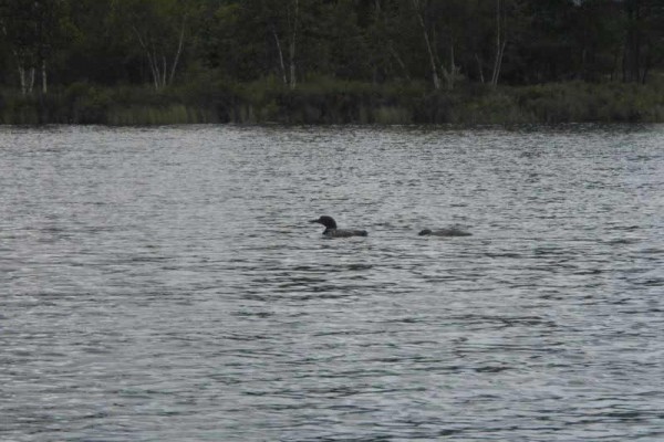 [Image: Off the Beaten Path on Lake Noquebay-Woods, Privacy and Dark Nights!]