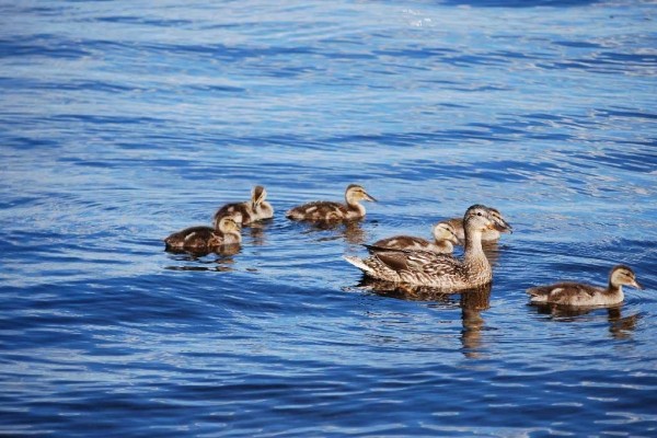[Image: Great Family Get Away: Lake Home on Lake Noquebay]