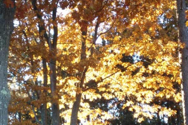 [Image: Stunning Log Lodges Located Half Hour North of Minocqua]