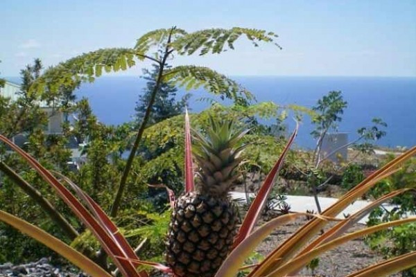 [Image: Pineapple Express Hawaii~Book Online~Ocean View~Private Hot Tub]