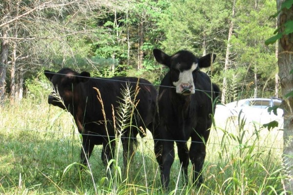 [Image: Moon Shinemountain Farm Retreat]