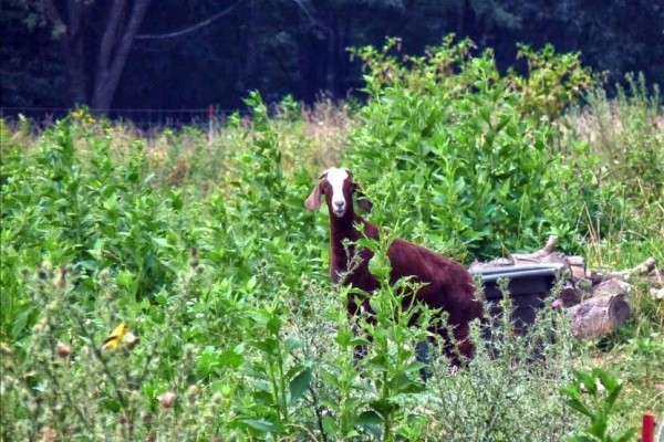 [Image: The Ponderosa Lodge Farm. Huge 10,000 Sq. Ft. Sleeps 32.]