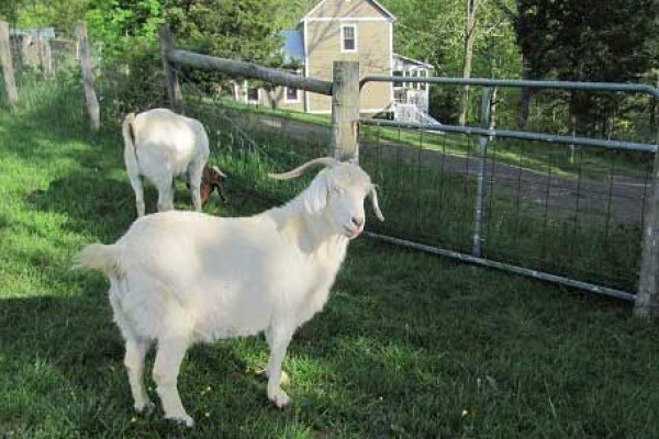 [Image: 3 BR/2BA Mountainside Farmhouse Cottage Escape /Pet Friendly/Central a/C/TV]