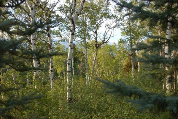 [Image: Aspen Hideout Near Yellowstone, Island Park, Grand Teton, Henry's Fork River]