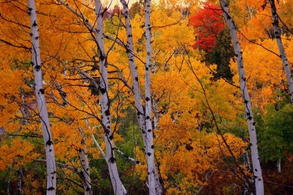 [Image: Aspen Hideout Near Yellowstone, Island Park, Grand Teton, Henry's Fork River]