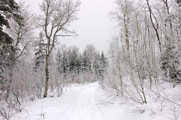 [Image: Aspen Hideout Near Yellowstone, Island Park, Grand Teton, Henry's Fork River]