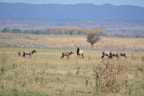 [Image: Idaho's Henry's Fork Ranch Offers Guests More Than All the Others.]