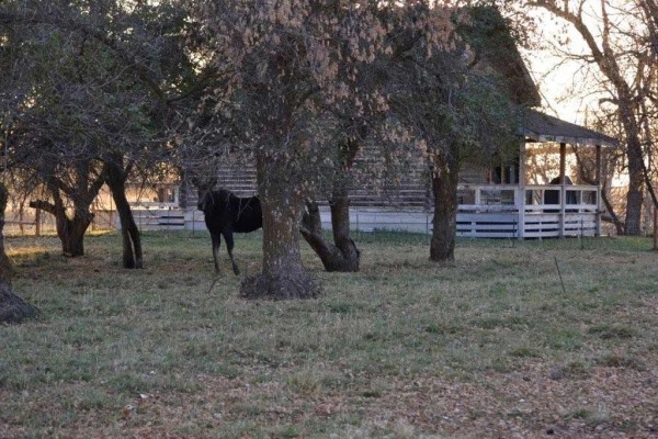 [Image: Idaho's Henry's Fork Ranch Offers Guests More Than All the Others.]