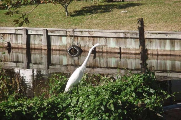 [Image: Lake Tarpon, 3/2 with Dock and Boat Lift]