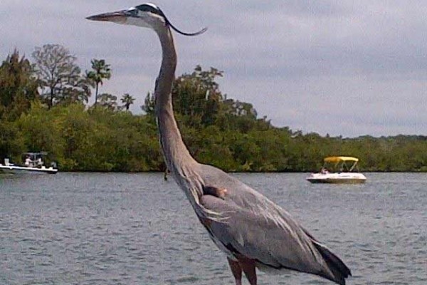 [Image: Waterfront and Affordable ! 4 Bdrm 2 Bath House is Also Across Street from Beach]